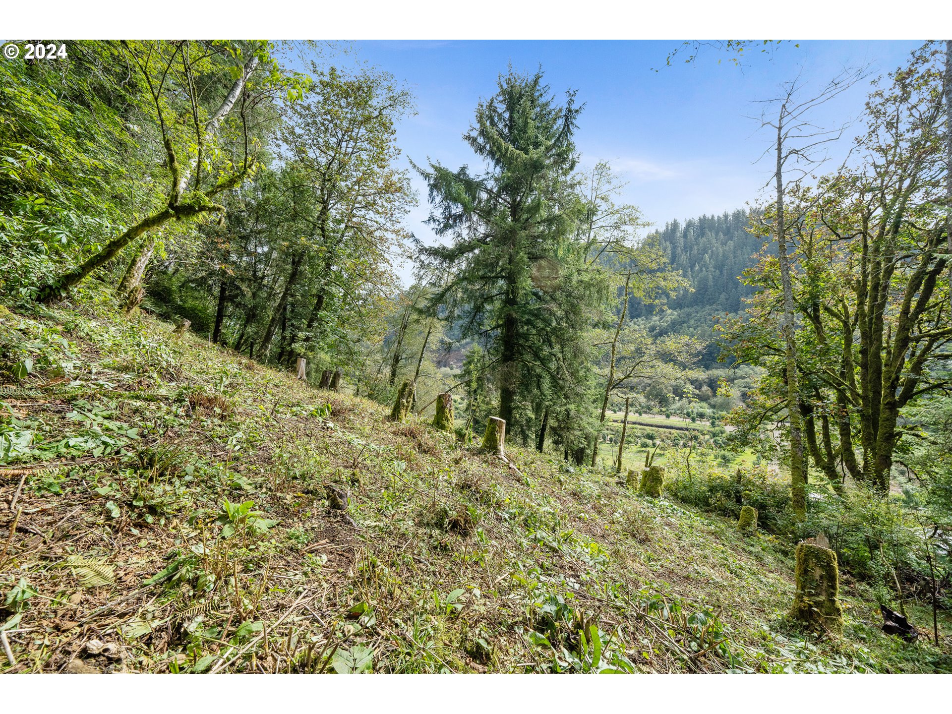 500 Kilchis River Tillamook, OR 97141 - Photo 4 of 15 a view of a yard with plants and large trees