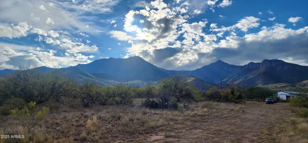 a view of a tree in a yard