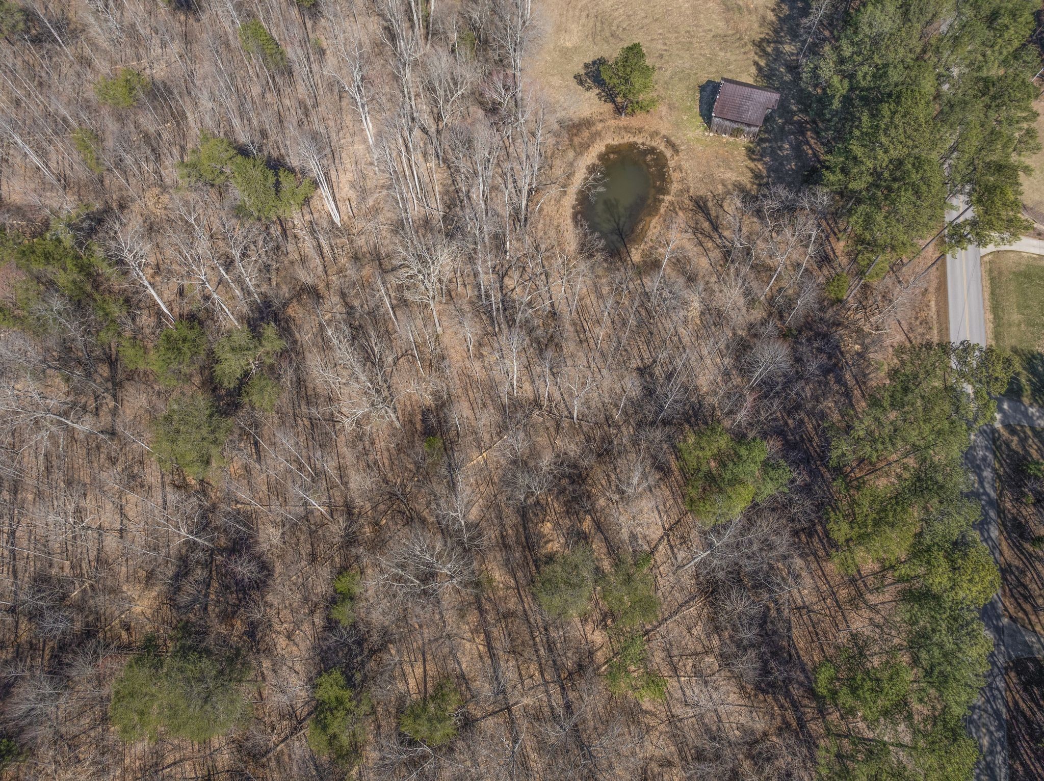 0 Spencer Mill Road Burns, TN 37029 - Photo 13 of 26 a view of a dry yard with plants and large tree