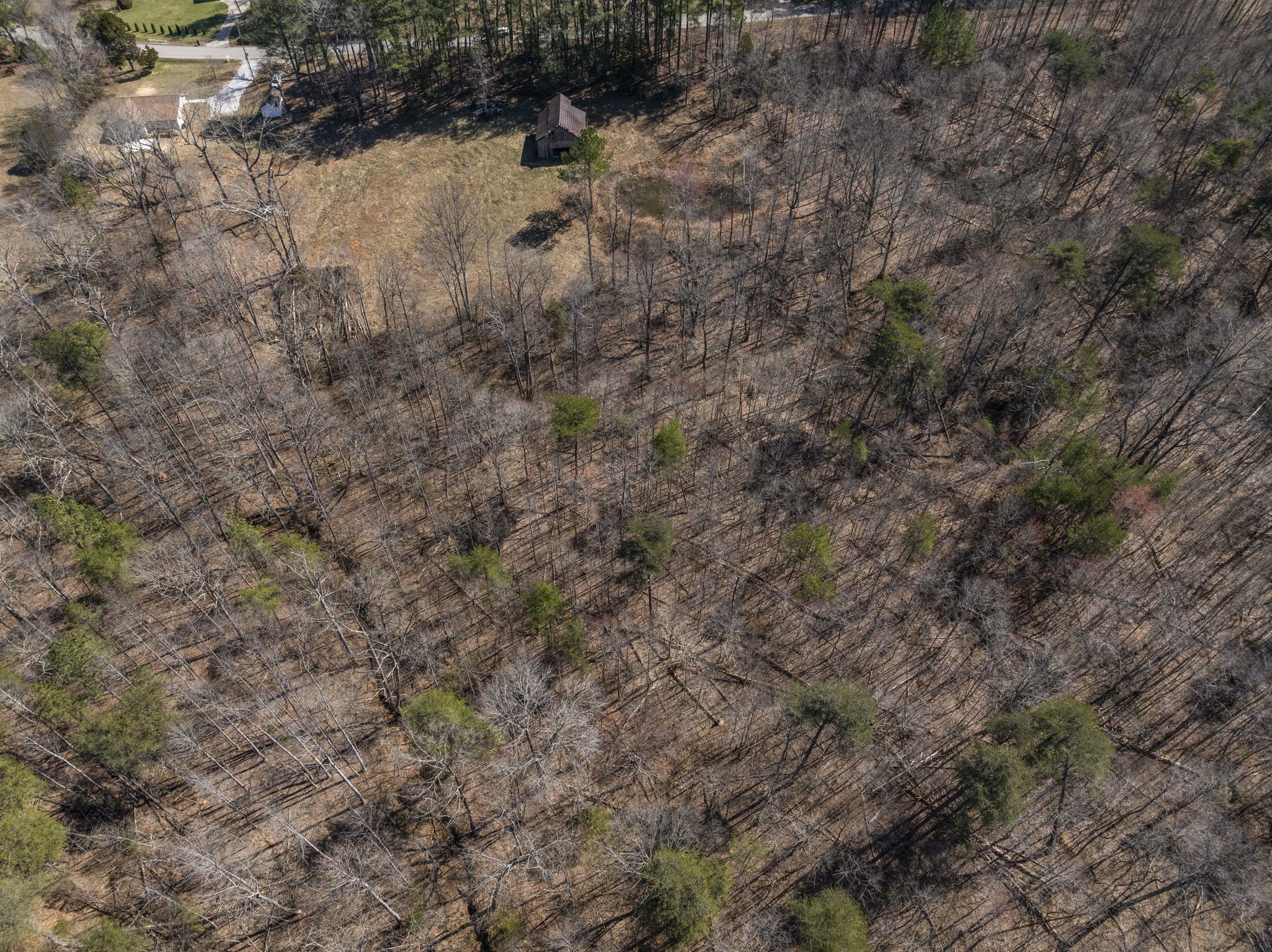 0 Spencer Mill Road Burns, TN 37029 - Photo 20 of 26 a view of a dry yard covered with trees