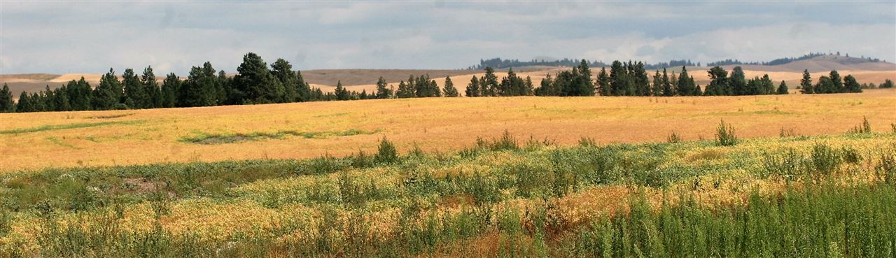 Xx South North Kentuck Trails Road Spangle, WA 99031 - Photo 2 of 9