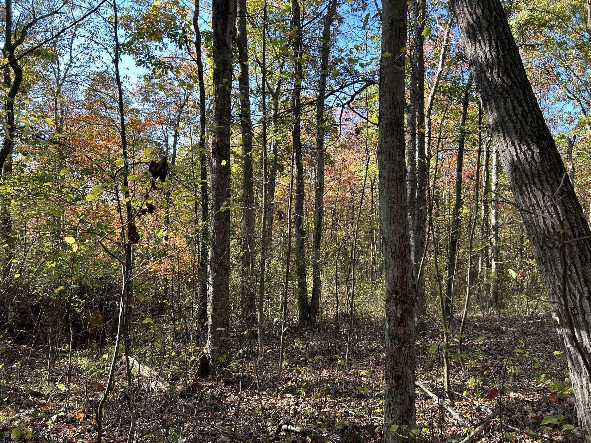 Tbd Crane School Road Albright, WV 26519 - Photo 3 of 11 Gallery Image 3