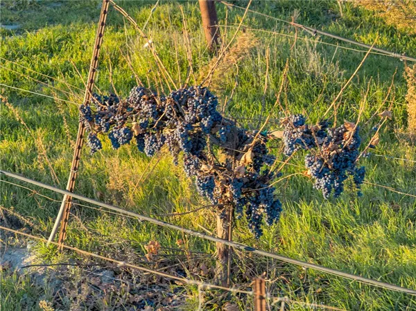 $8,250,000 | 1990 East 46th, Shandon, CA 93461