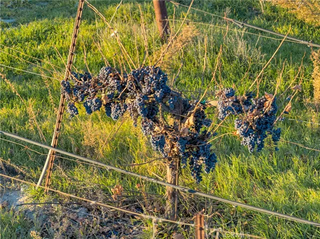 $8,250,000 | 1990 East 46th, Shandon, CA 93461