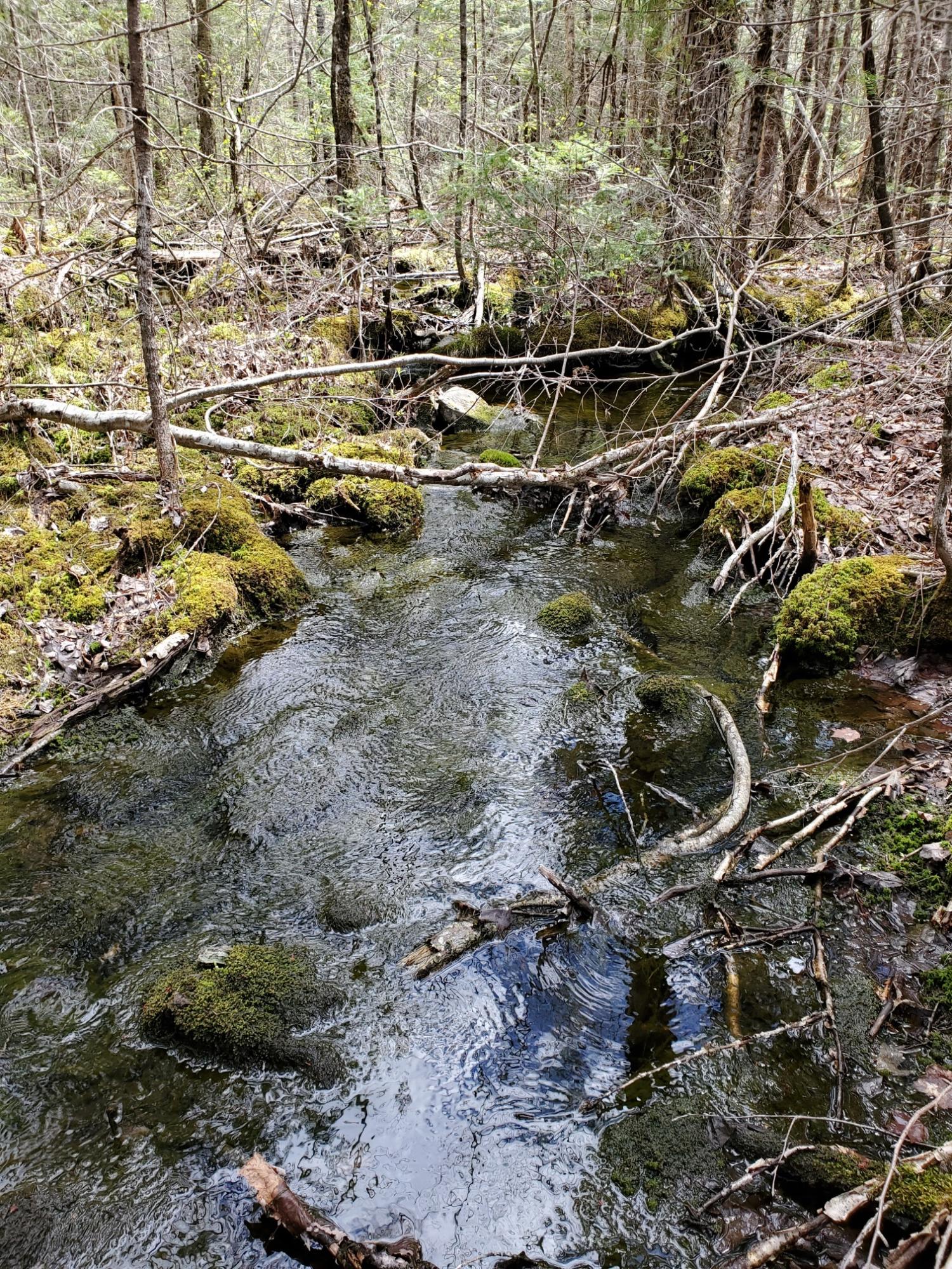 Lot 14 New Streme Wesley, ME 04686 - Photo 3 of 45 pretty brook easily seen off Spur Rd 4