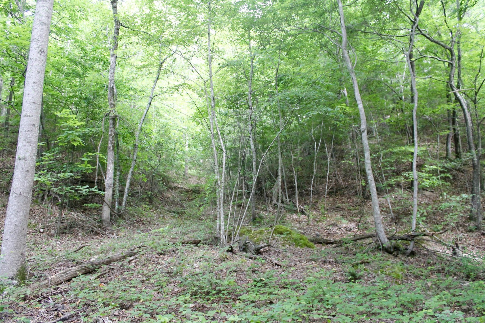 0 Bob Cat Road Linden, TN 37096 - Photo 22 of 27 Gallery Image 22