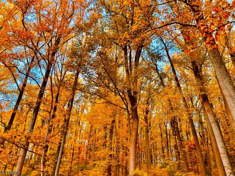 95 Dreahook Road Lebanon, NJ 08833 - Photo 29 of 30 a view of tree