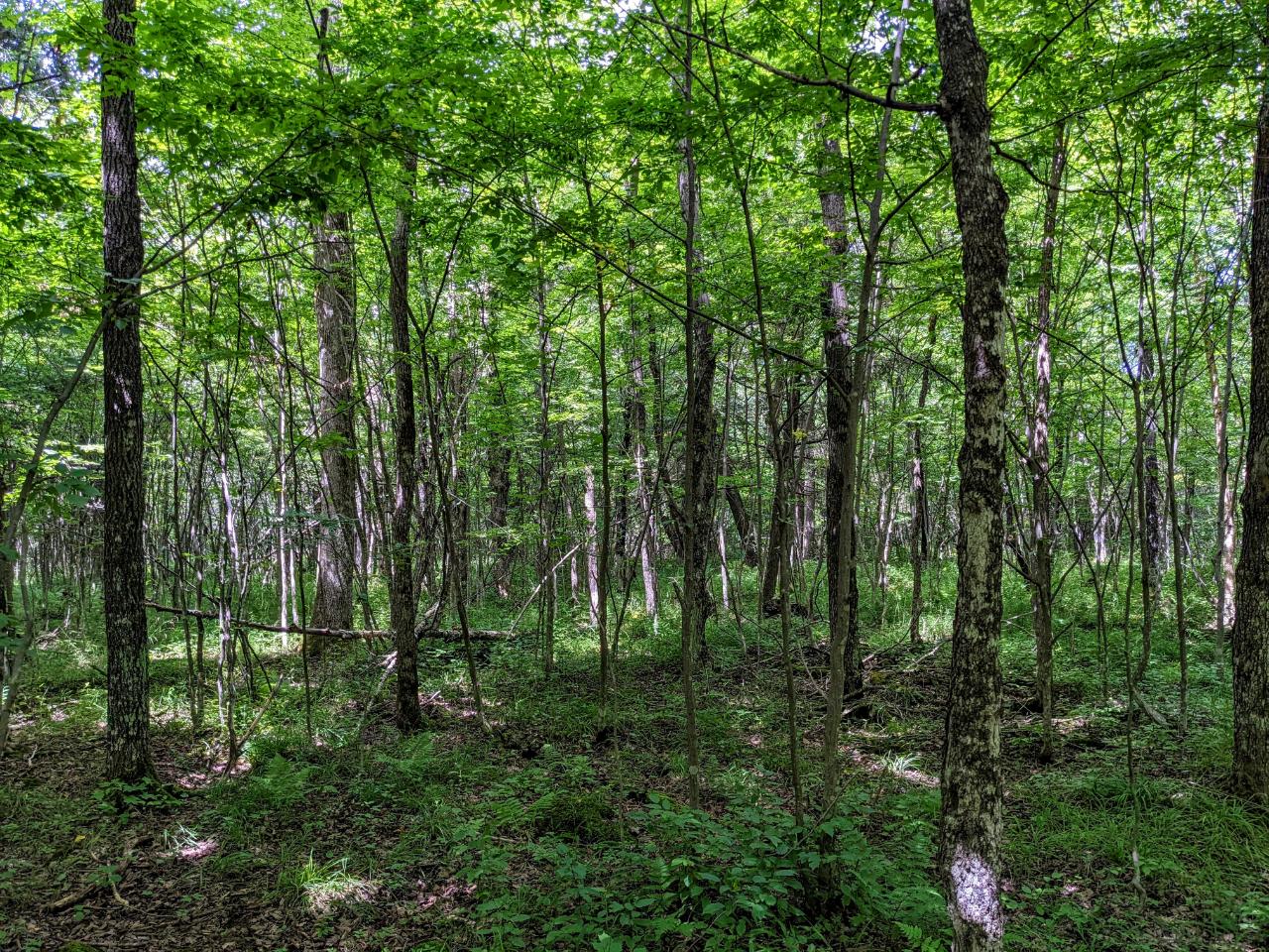 On Meridian Road Prentice, WI 54556 - Photo 2 of 21 Gallery Image 2