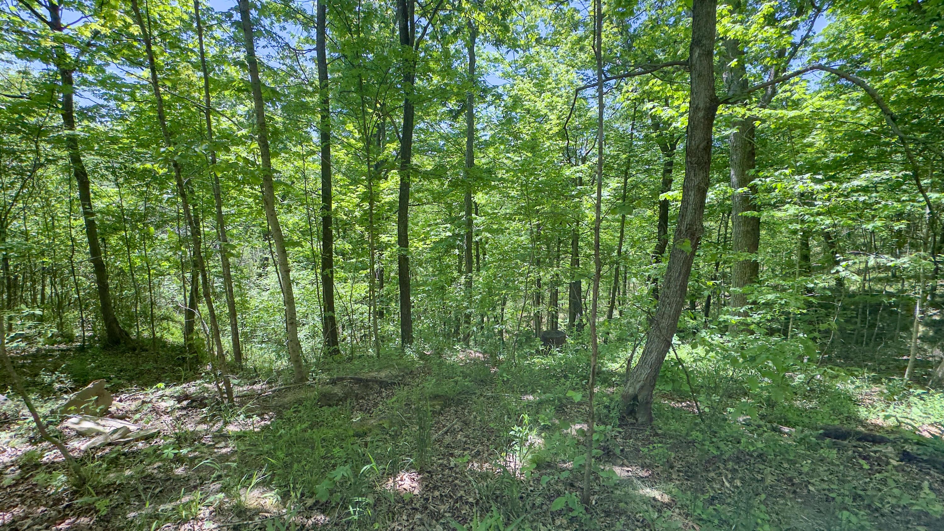 97 Bethel Road Patriot, OH 45658 - Photo 25 of 37 Woods2