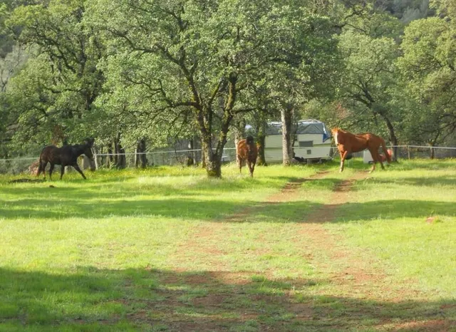 a swimming pool in green field with trees