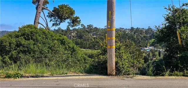 a picture of a tree next to a road