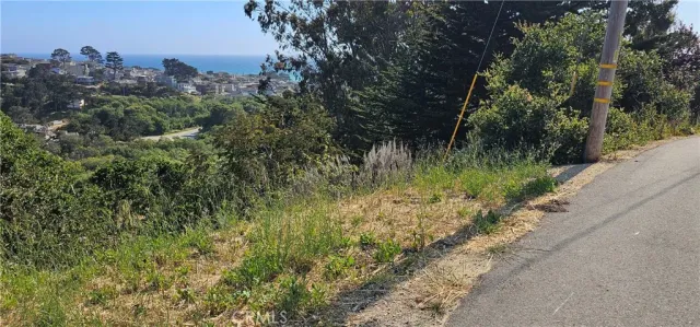 a view of a lush green forest with lots of trees