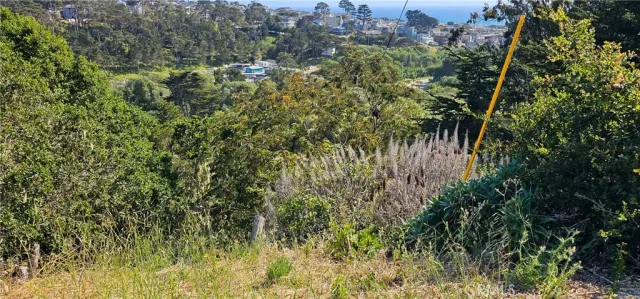 a view of a forest with a tree