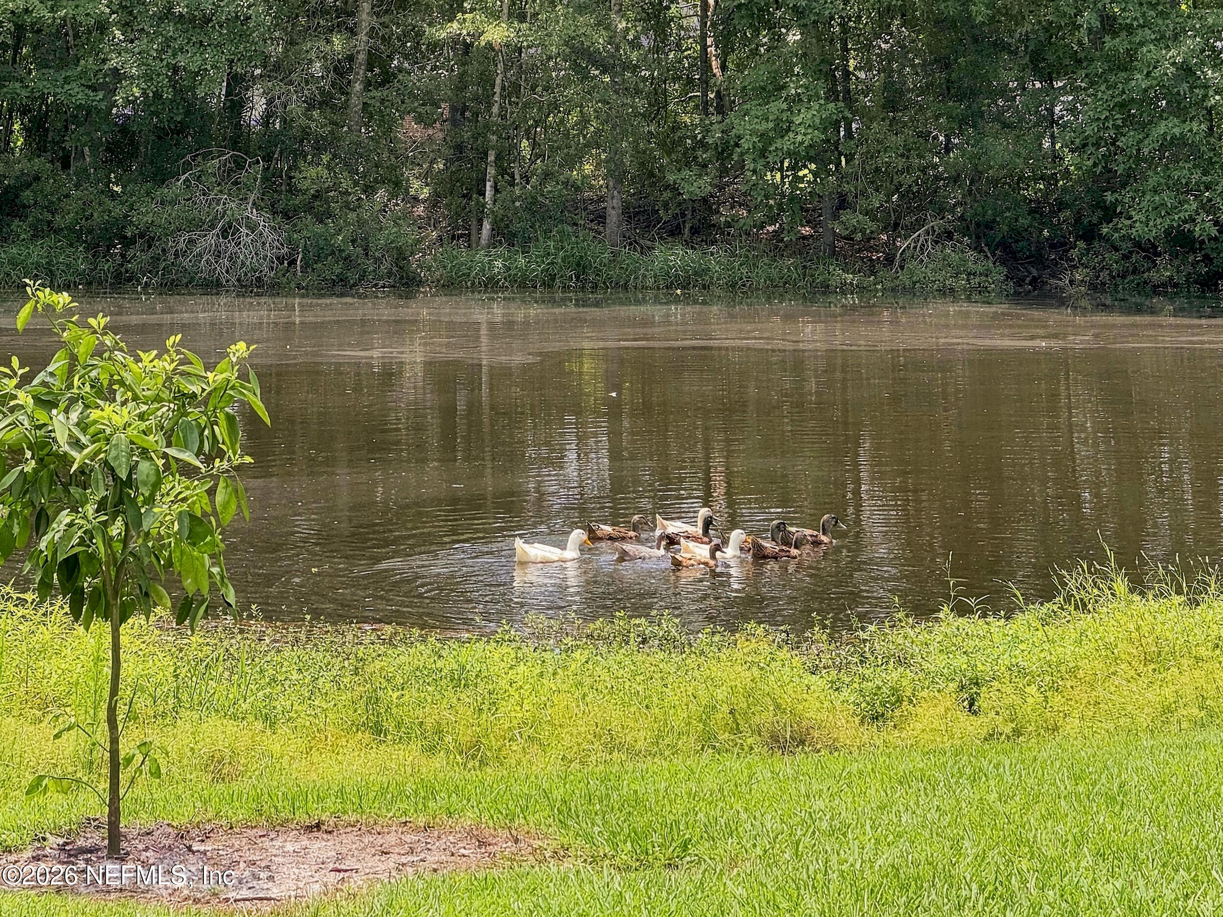 11674 Bridges Road Jacksonville, FL 32218 - Photo 24 of 30 24_Backyard
