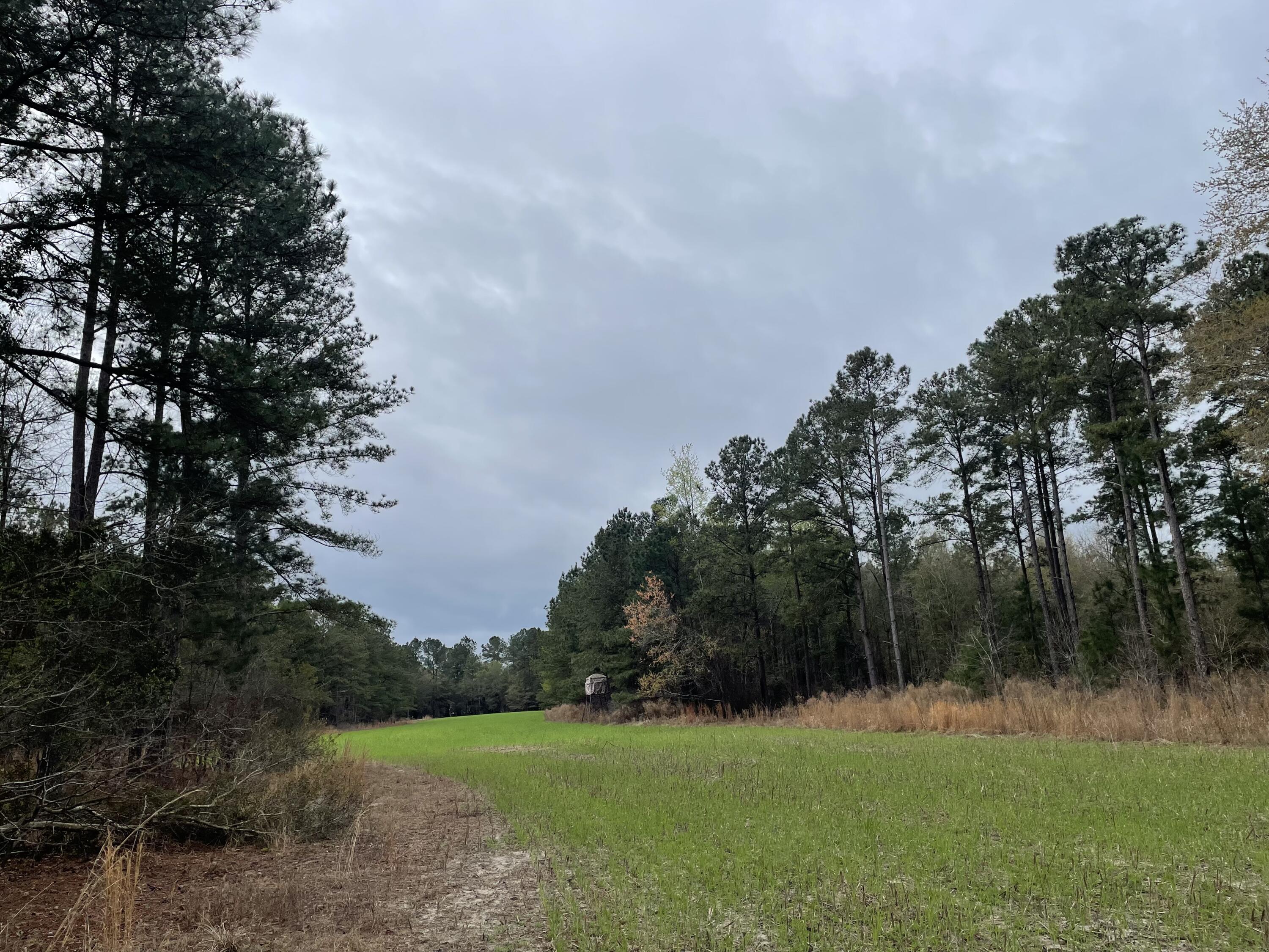 7901 State Rd S-6-169 Blackville, SC 29817 - Photo 7 of 89