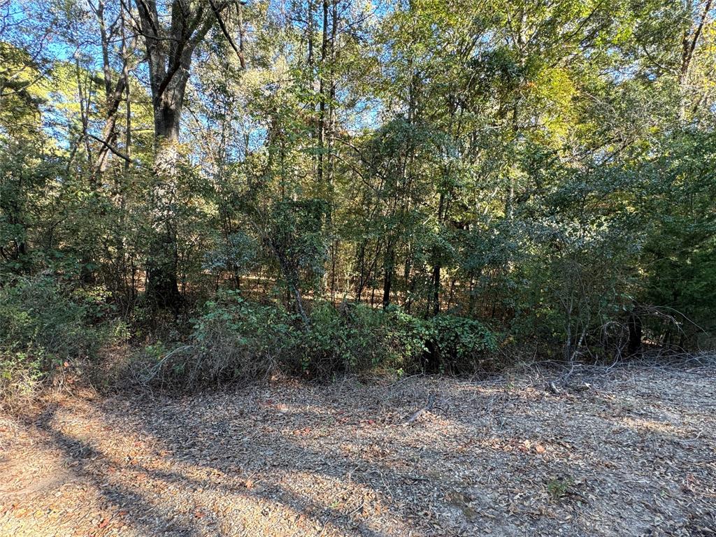 0 Rich Akes Road Mooringsport, LA 71060 - Photo 1 of 1 a view of a forest with trees in the background