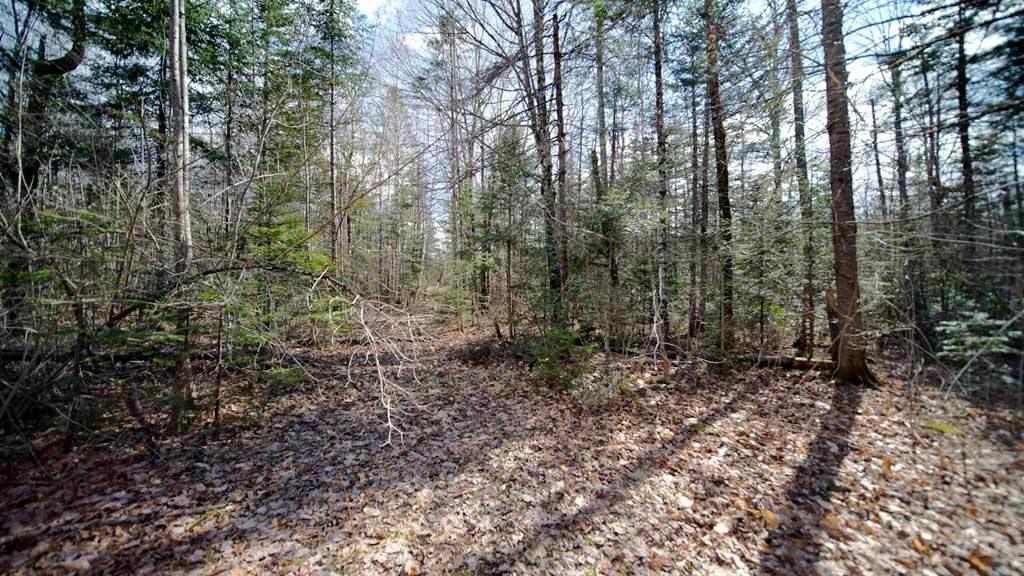 Lot 23 Mill Road East Orient, ME 04471 - Photo 27 of 28 land-me-cary-williams-12