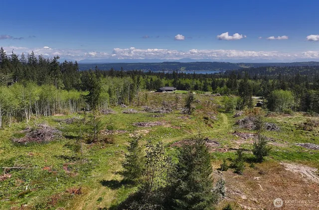 a view of a town with large trees