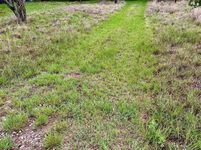 a view of a big yard with plants and large trees