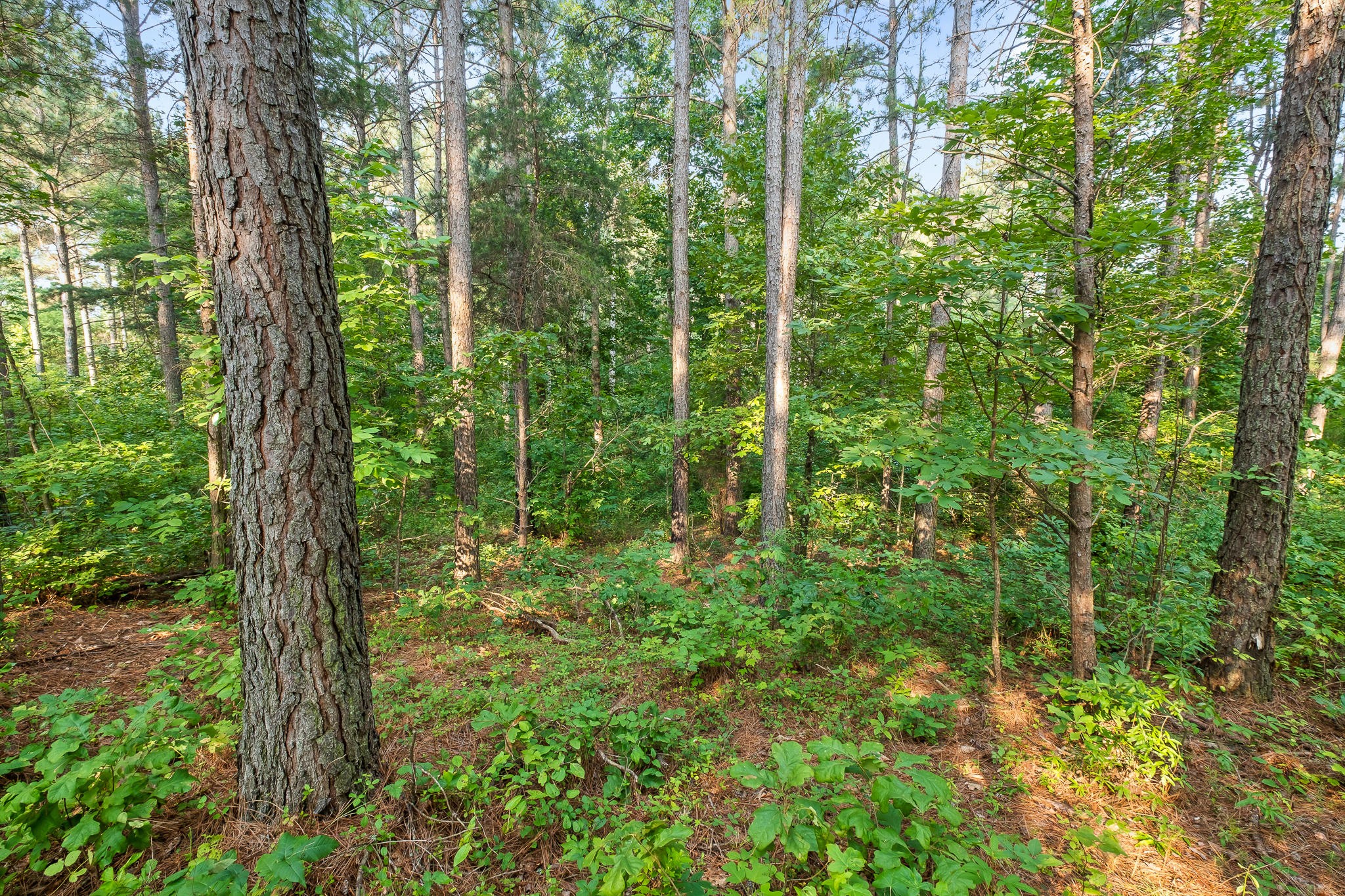 3 Blythes Ferry Road Dayton, TN 37321 - Photo 14 of 20 Gallery Image 14