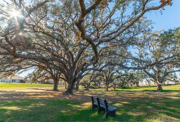 a view of a park with large trees