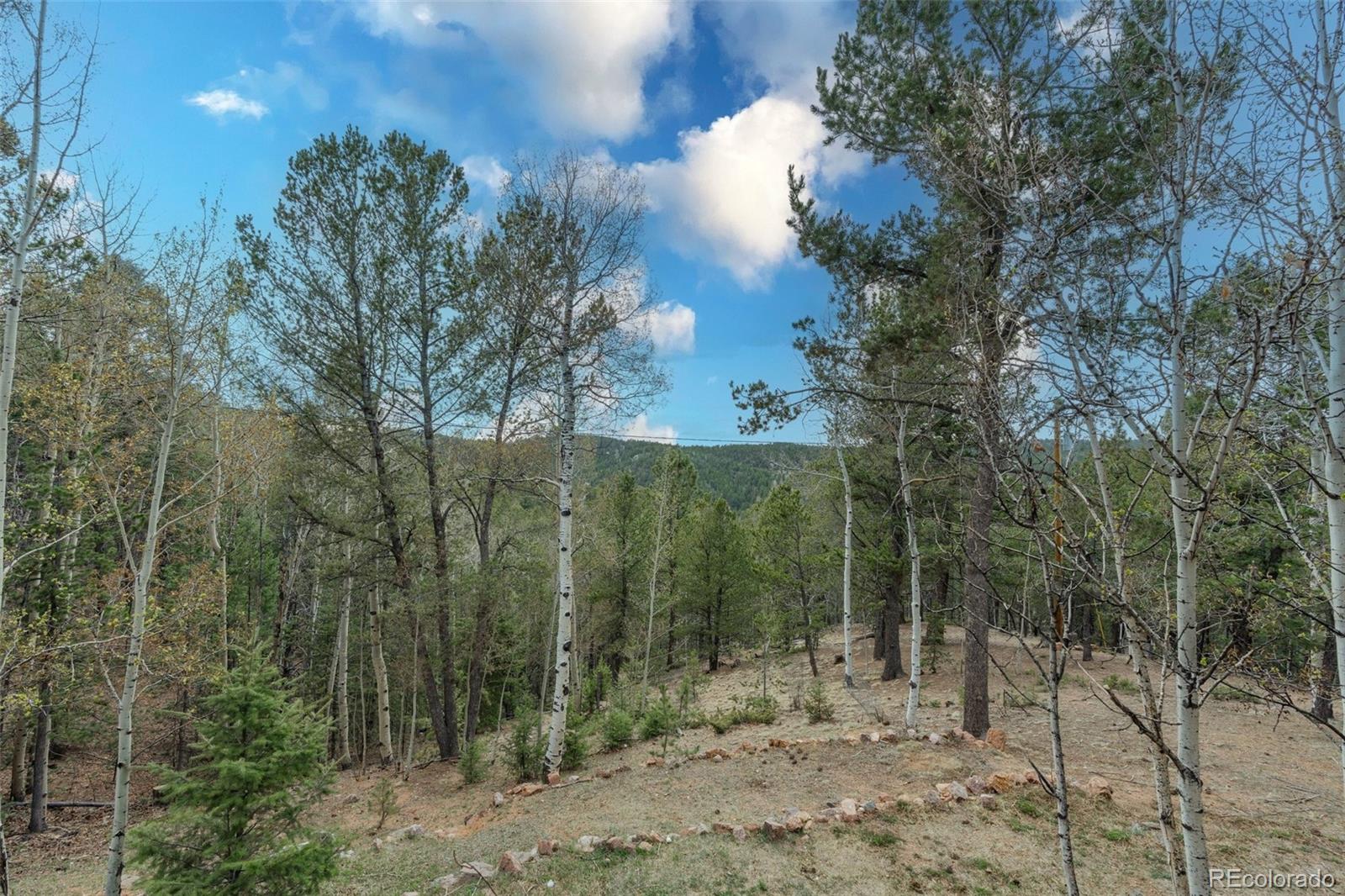 847 Timber Ridge Road Divide, CO 80814 - Photo 40 of 41 a view of a forest with a tree