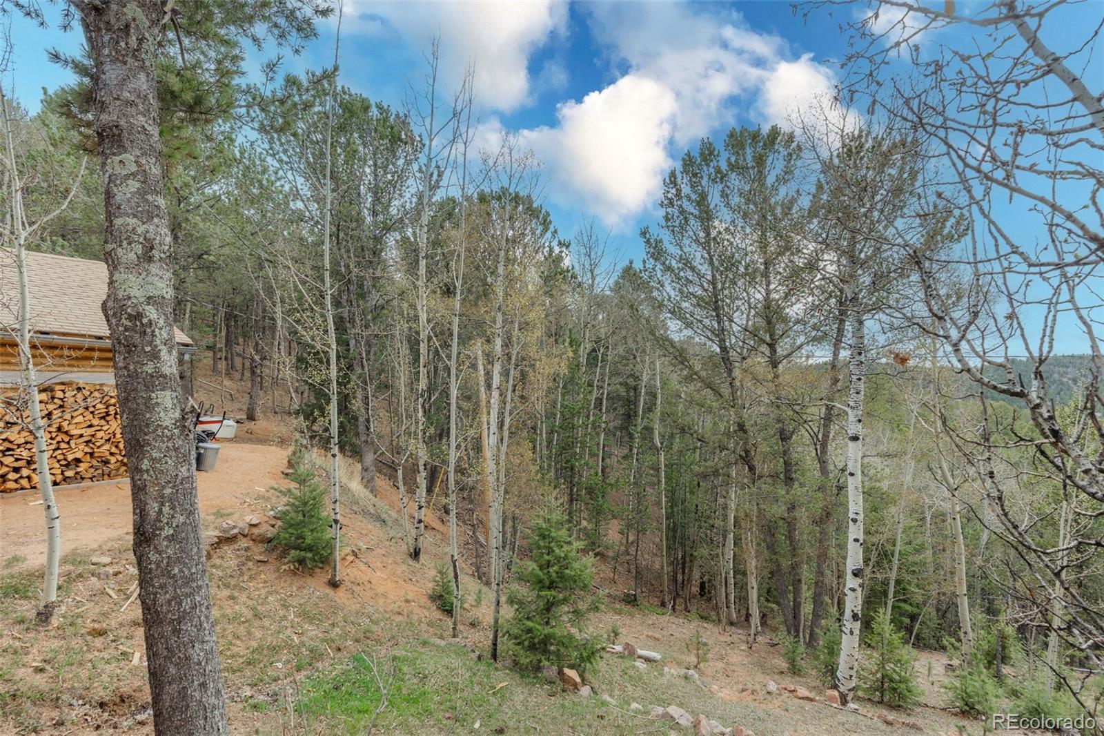 847 Timber Ridge Road Divide, CO 80814 - Photo 41 of 41 a view of a forest filled with trees