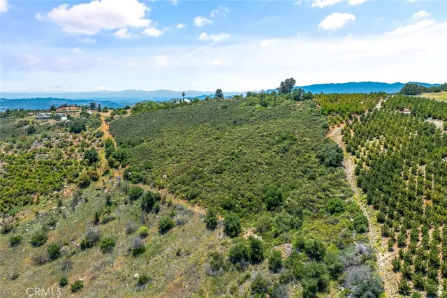 a view of a plant with lots of bushes