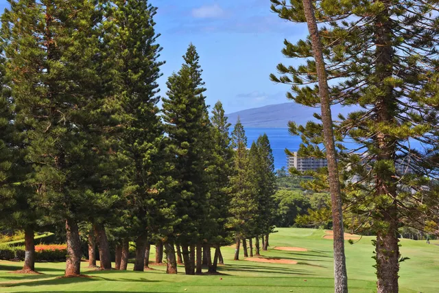 a living room with furniture and a table with potted plants