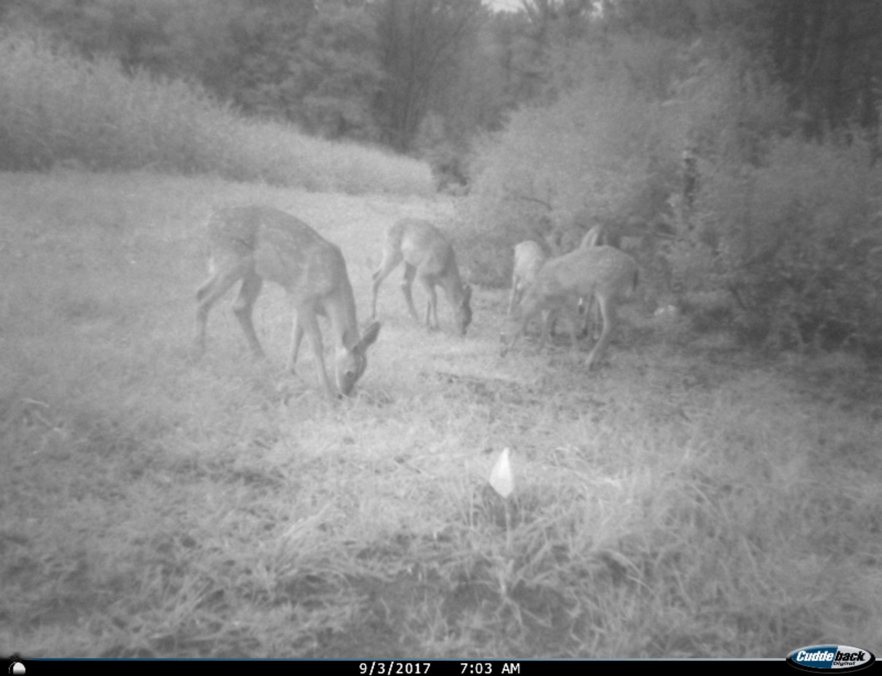 5855 10 Mile Road Remus, MI 49340 - Photo 45 of 48 I__00132