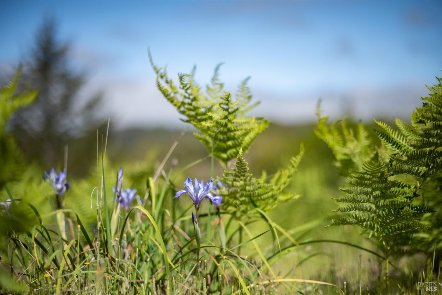 30131 Elkhorn Road Yorkville, CA 95494 - Photo 16 of 21
