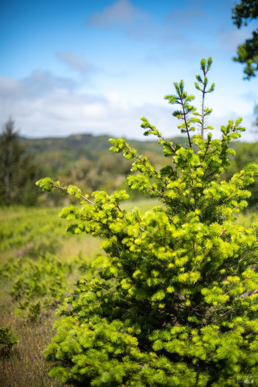 30131 Elkhorn Road Yorkville, CA 95494 - Photo 10 of 21