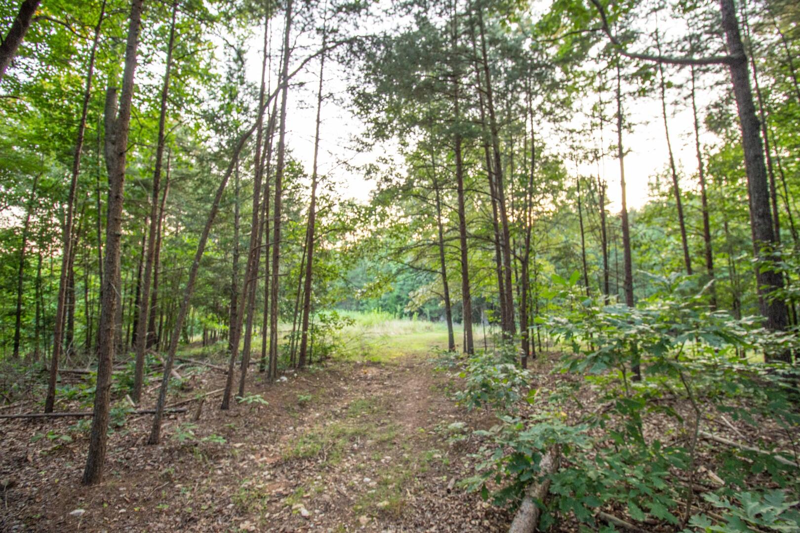 2420 Roaring Run Road Goode, VA 24556 - Photo 24 of 53 a view of forest