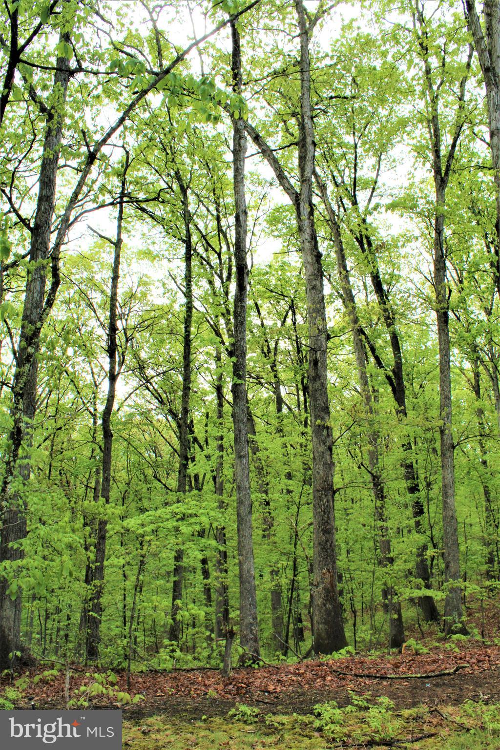 Twigg Ridge Road Flintstone, MD 21530 - Photo 21 of 73 Gallery Image 21