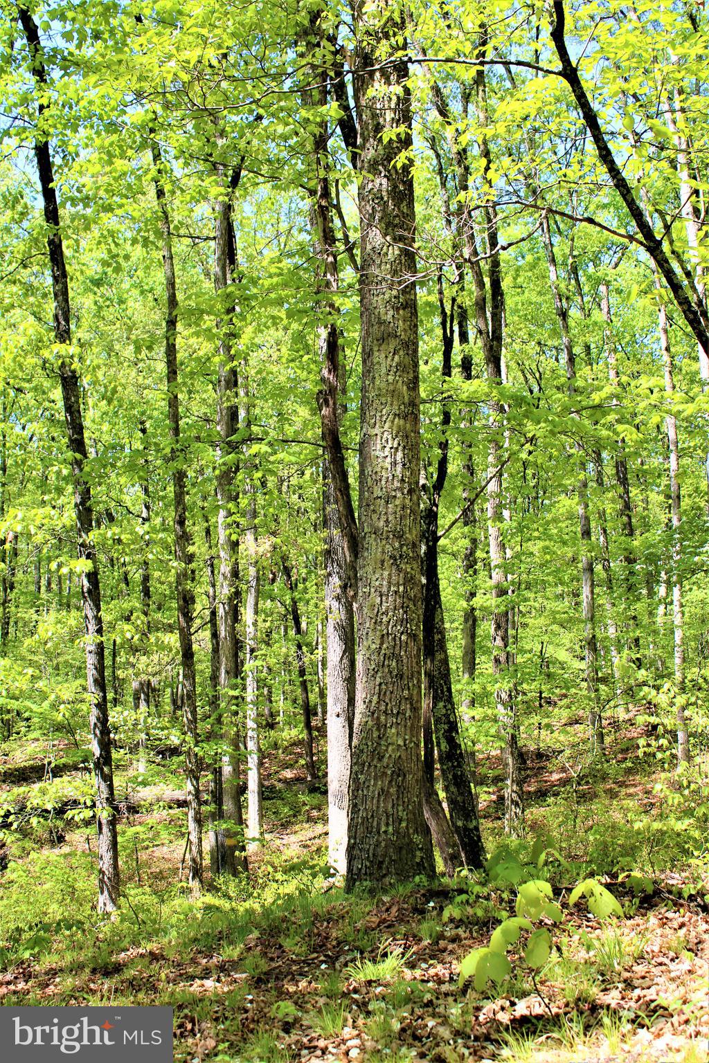Twigg Ridge Road Flintstone, MD 21530 - Photo 24 of 73 Gallery Image 24