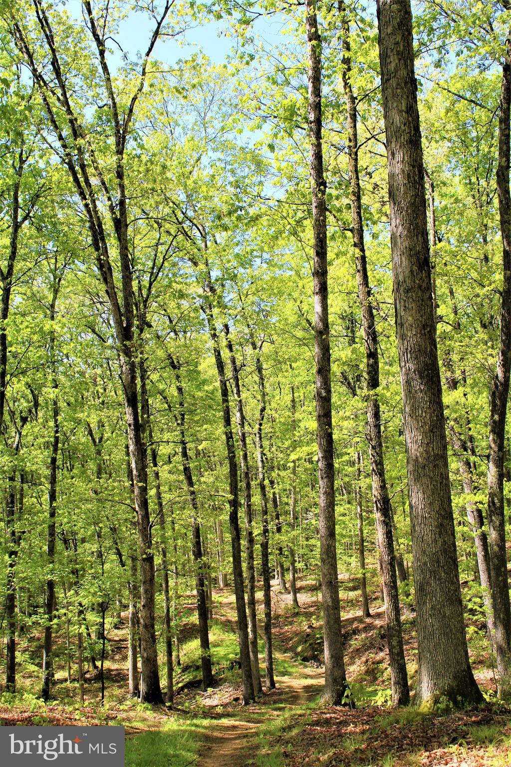 Twigg Ridge Road Flintstone, MD 21530 - Photo 27 of 73 Gallery Image 27
