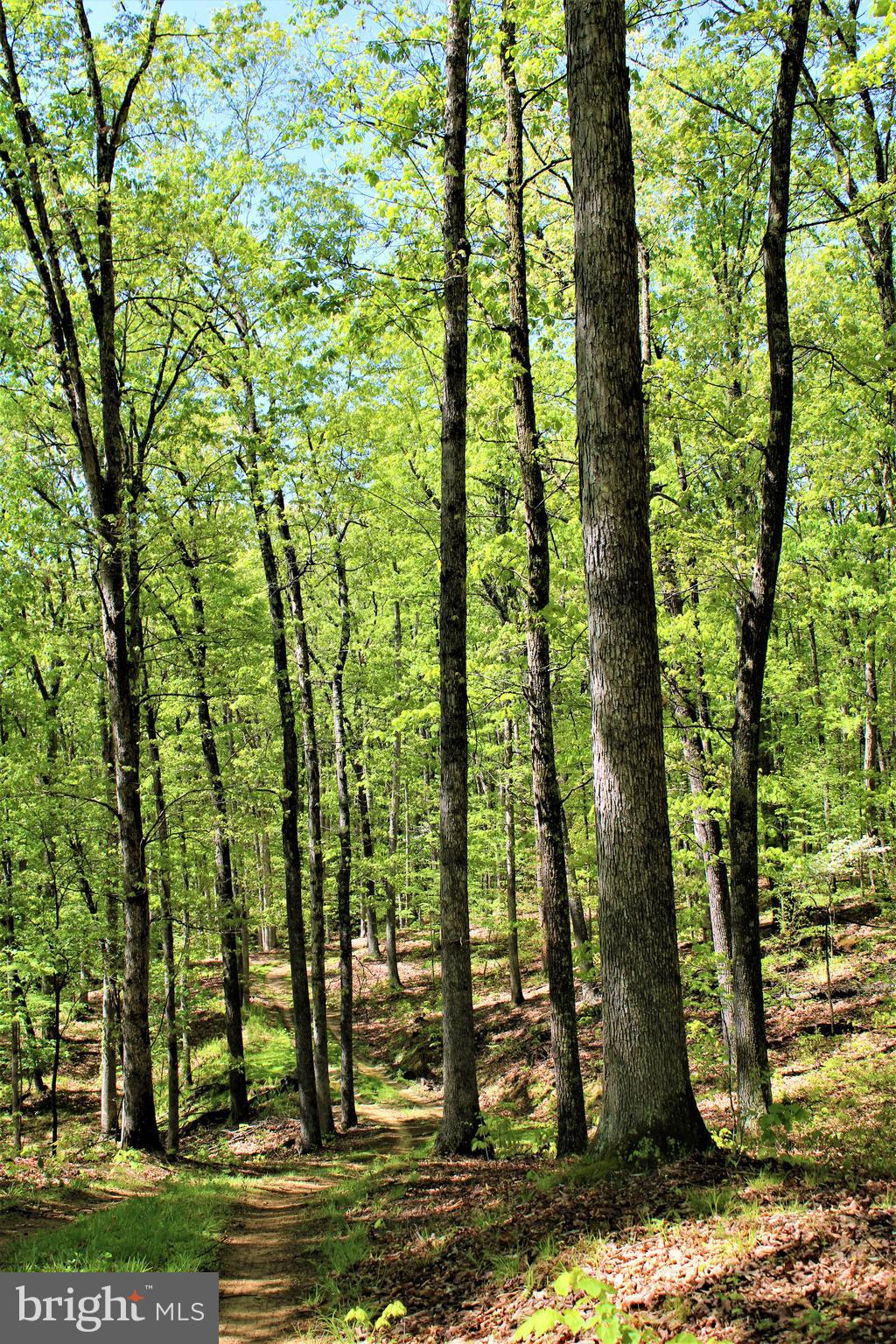Twigg Ridge Road Flintstone, MD 21530 - Photo 29 of 73 Gallery Image 29
