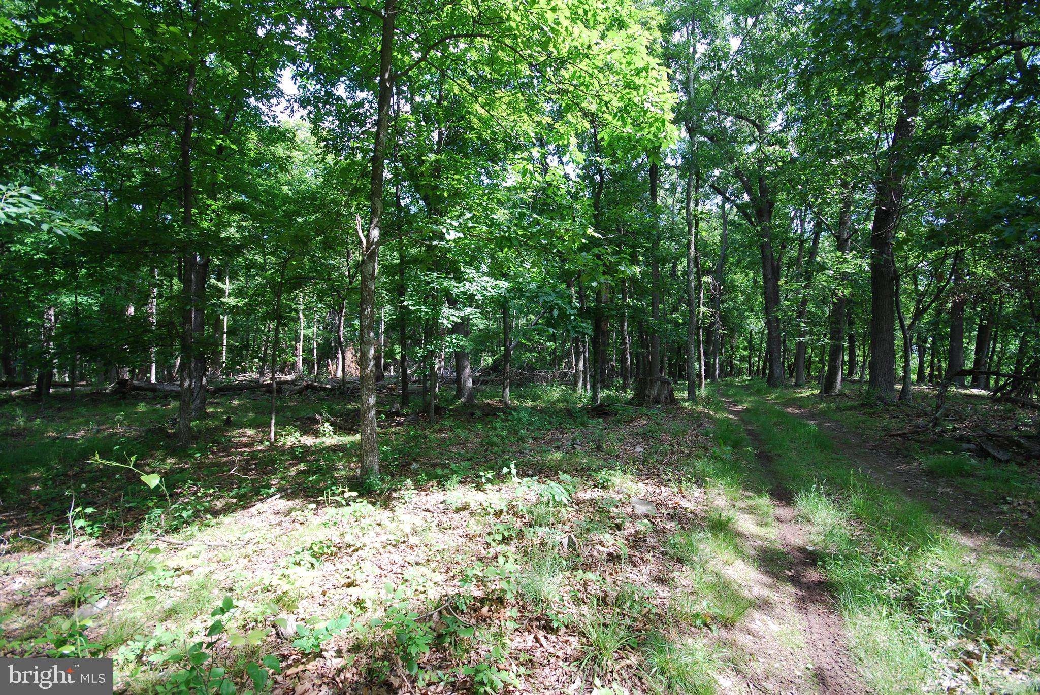 Lot 70-71 Mill Mountain Road Romney, WV 26757 - Photo 8 of 52