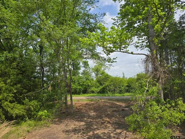 a view of a yard with plants and large trees
