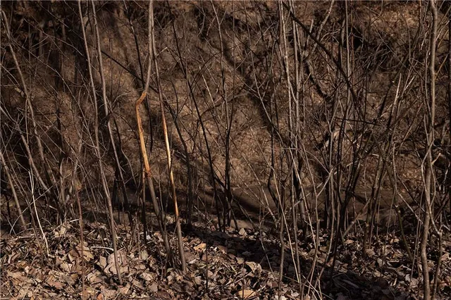 $325,000 | Flint Avenue, Jameson, MO 64647