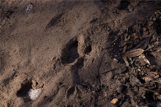 $325,000 | Flint Avenue, Jameson, MO 64647