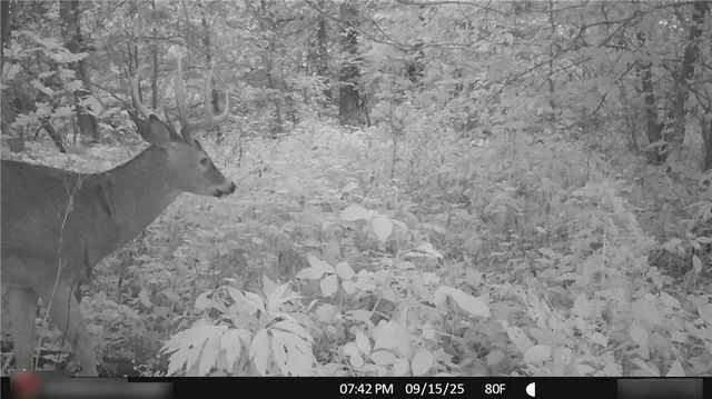 $325,000 | Flint Avenue, Jameson, MO 64647