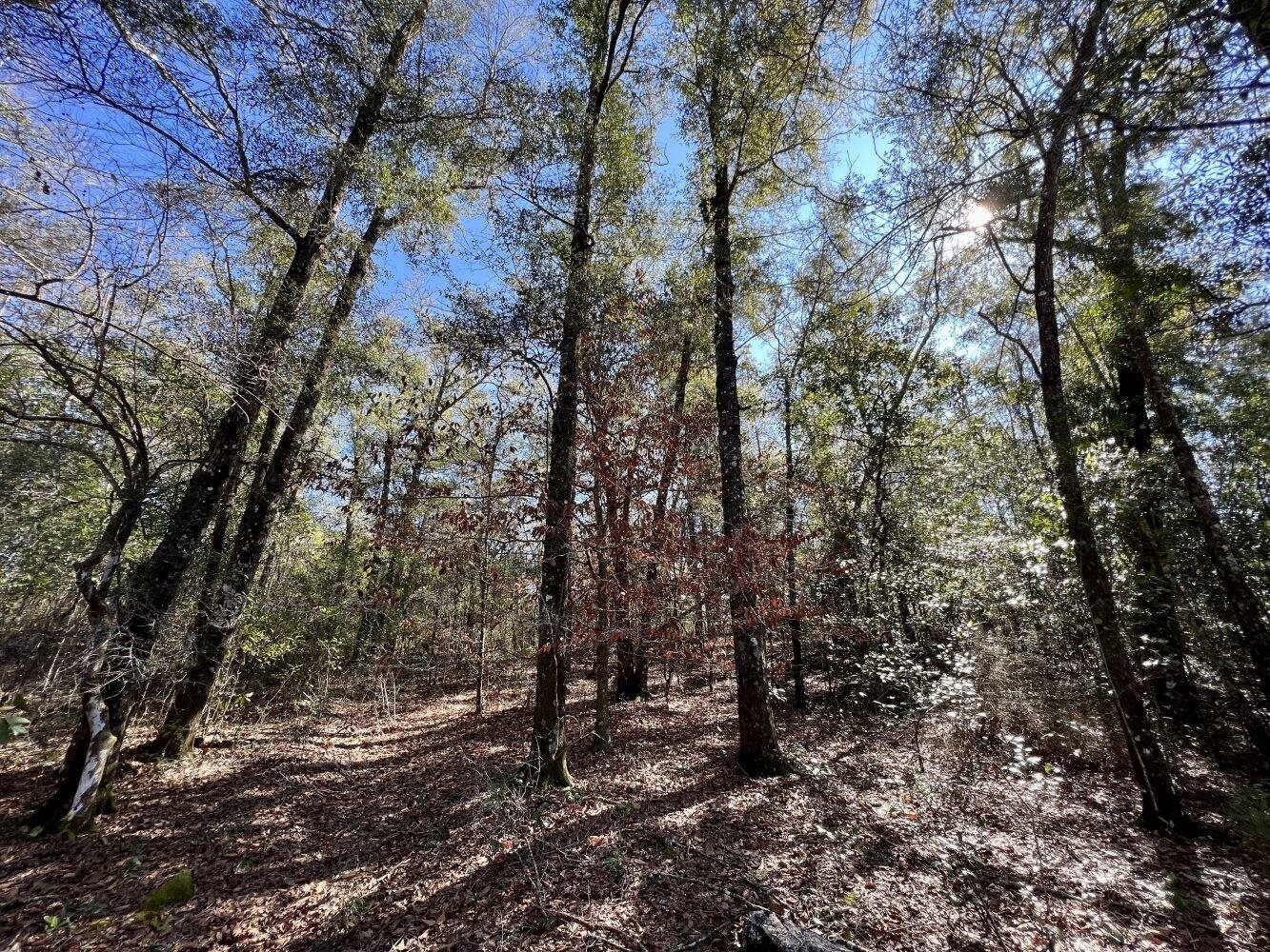 0 Dixon Road Bay Minette, AL 36507 - Photo 30 of 50