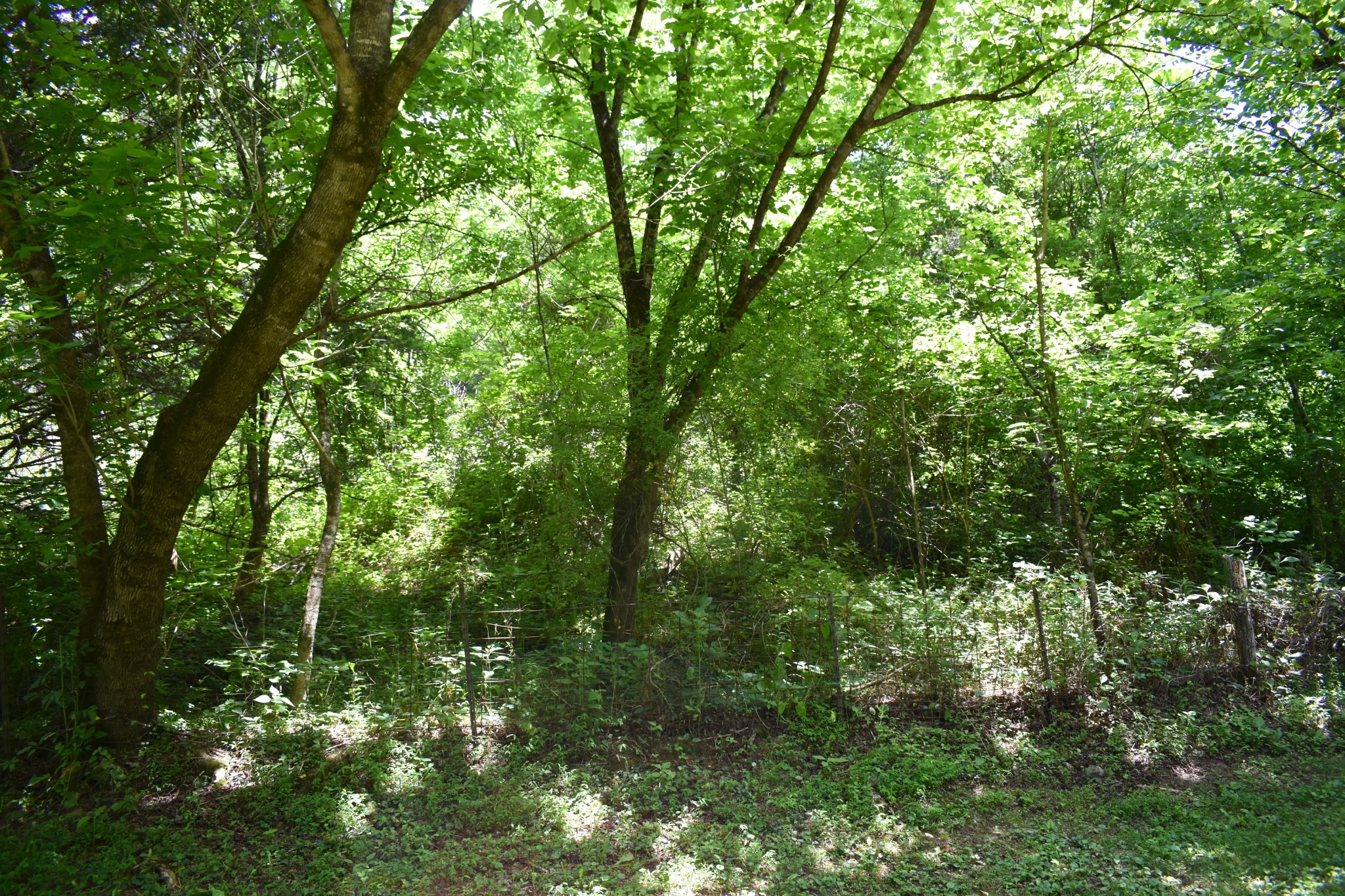 86 Dog Branch Road Pleasant Shade, TN 37145 - Photo 8 of 24