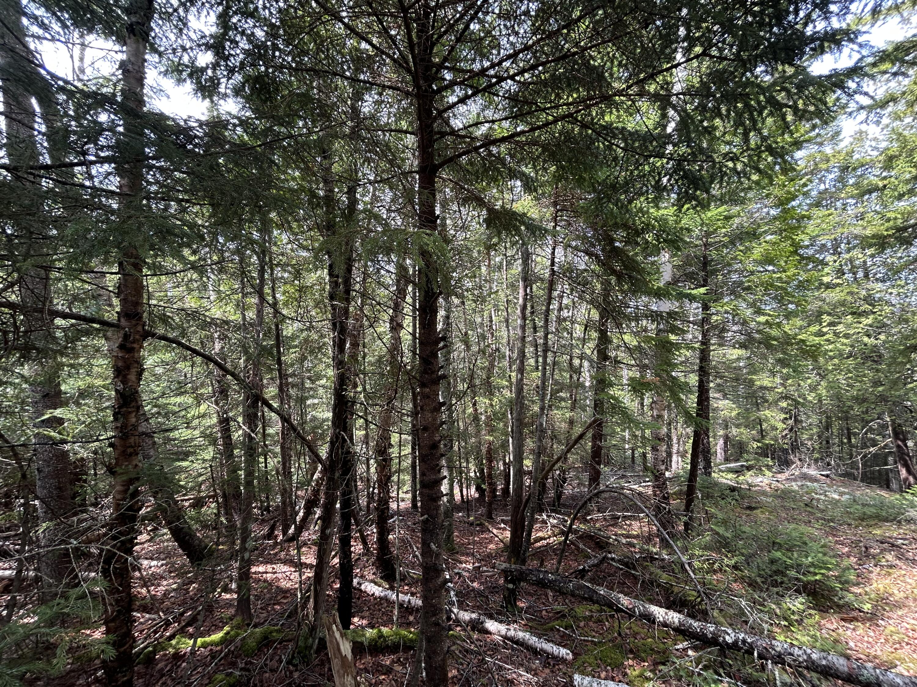 Lot 4 North Shore Road Lubec, ME 04652 - Photo 13 of 13 350E0394-FA8B-4AD1-B24C-D5354C3E4F90