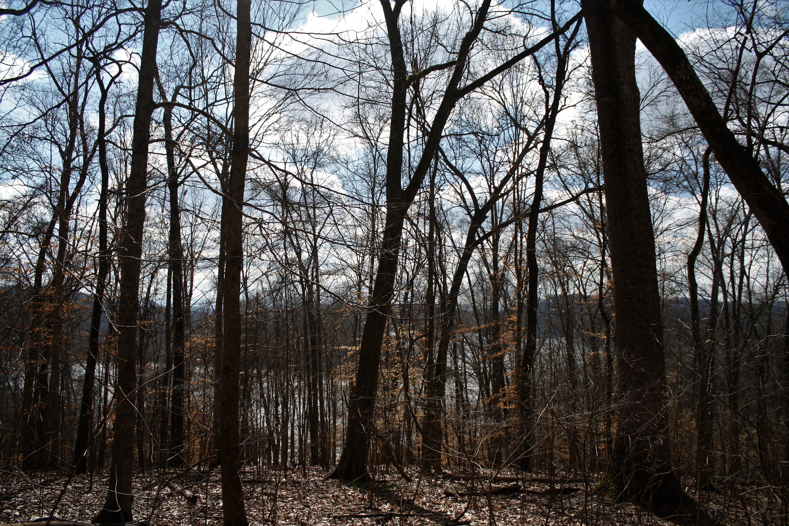 0 Gammon Road Kingsport, TN 37663 - Photo 43 of 88 IMG_4252