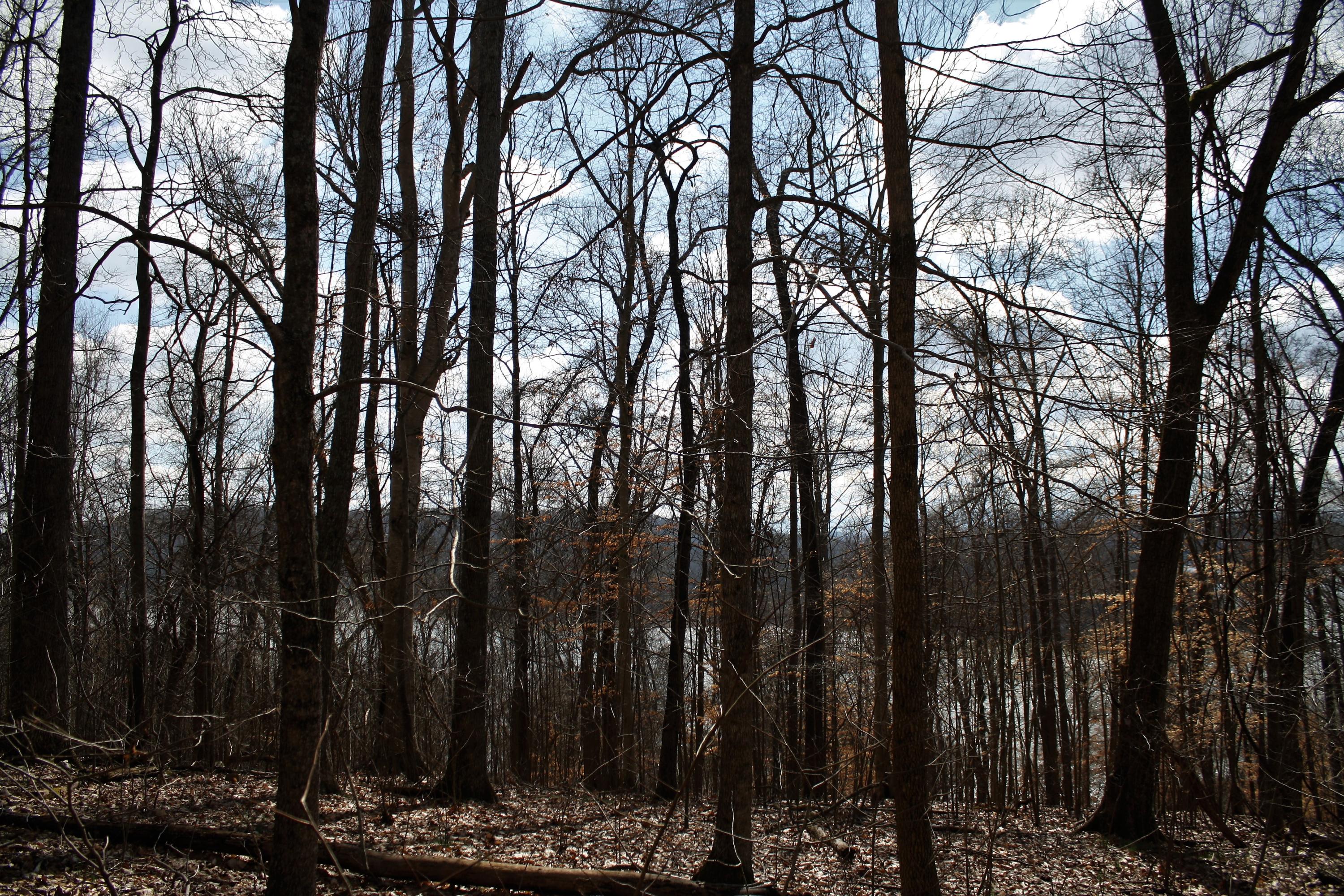 0 Gammon Road Kingsport, TN 37663 - Photo 45 of 88 IMG_4255