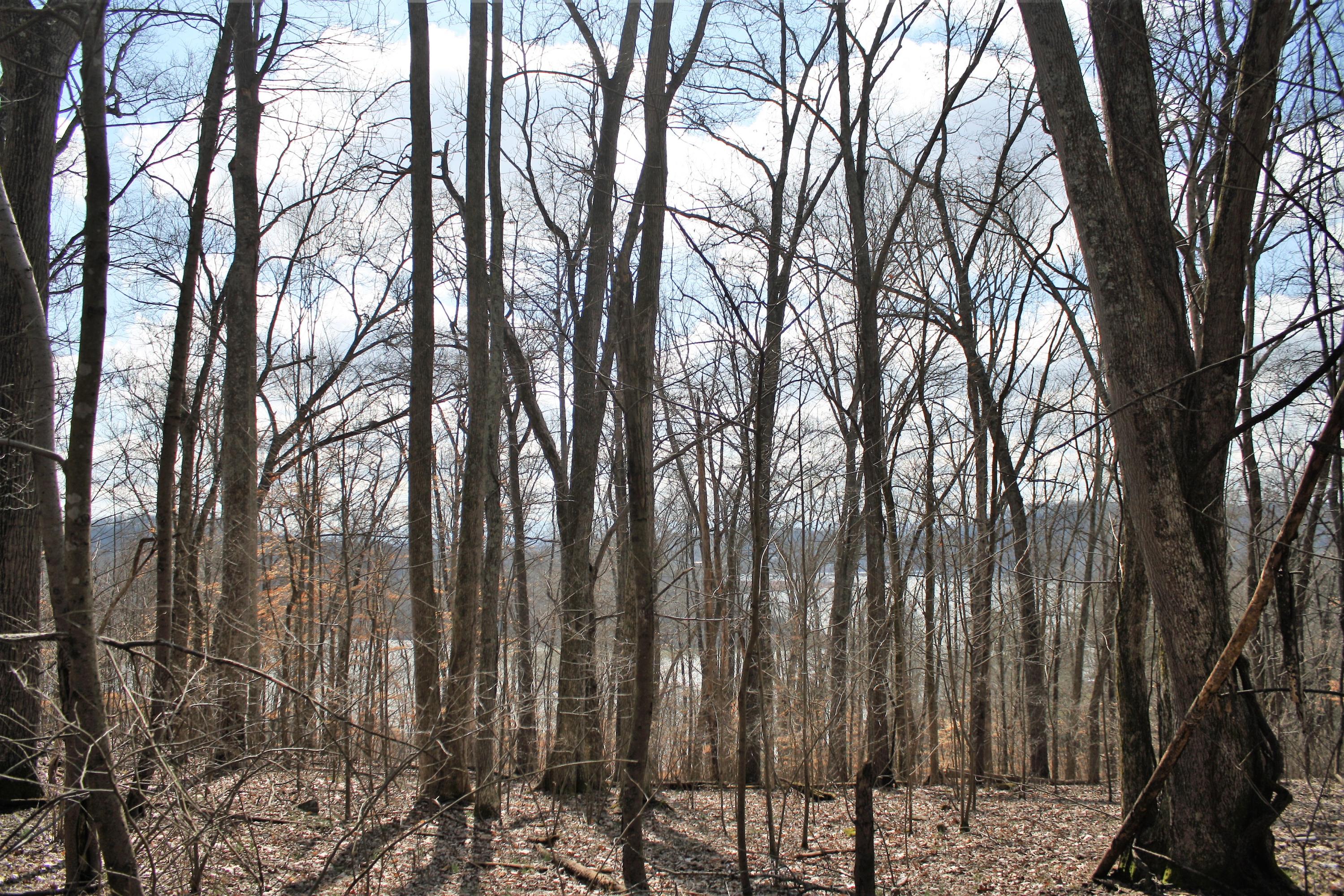 0 Gammon Road Kingsport, TN 37663 - Photo 46 of 88 IMG_4267