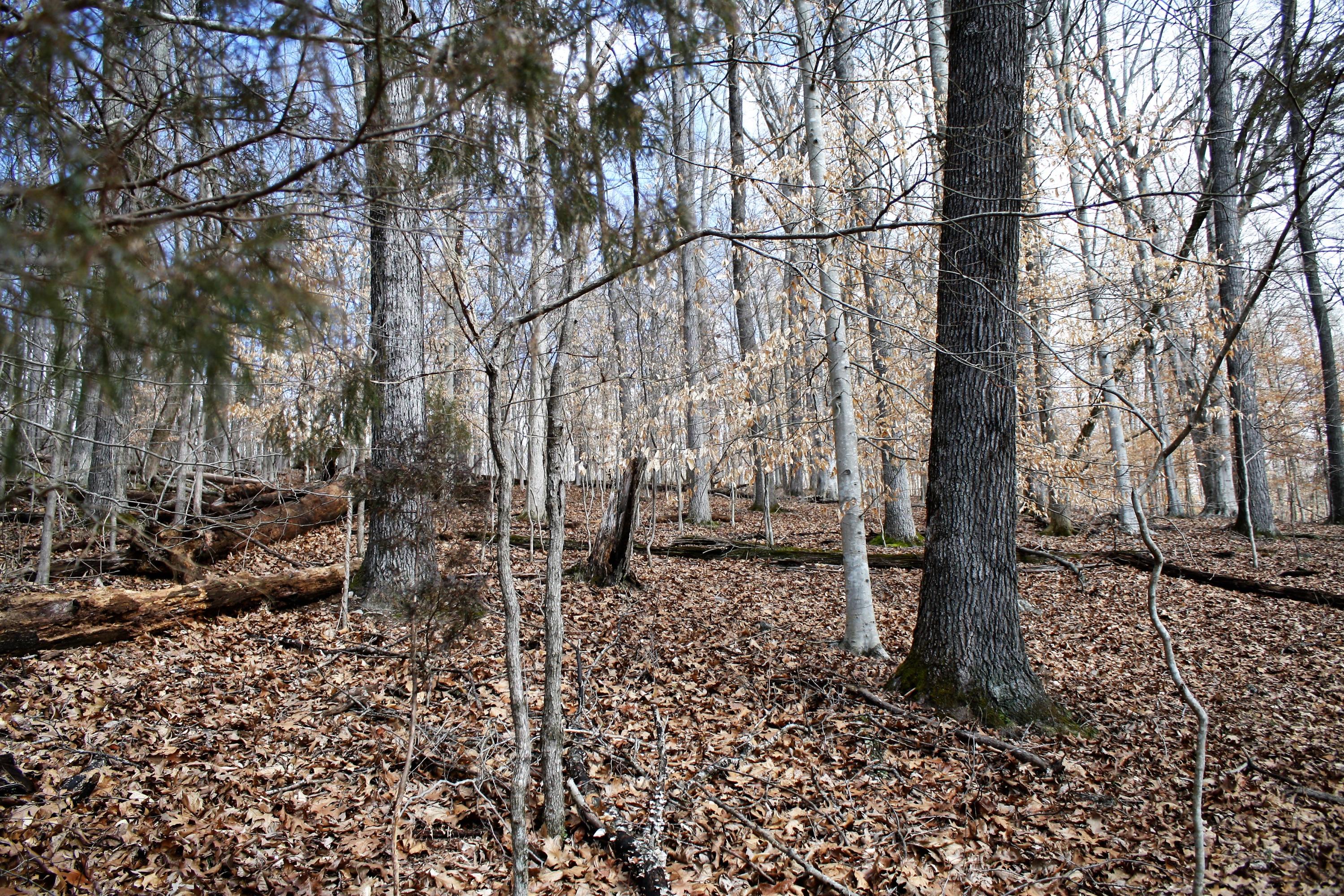 0 Gammon Road Kingsport, TN 37663 - Photo 52 of 88 IMG_4188
