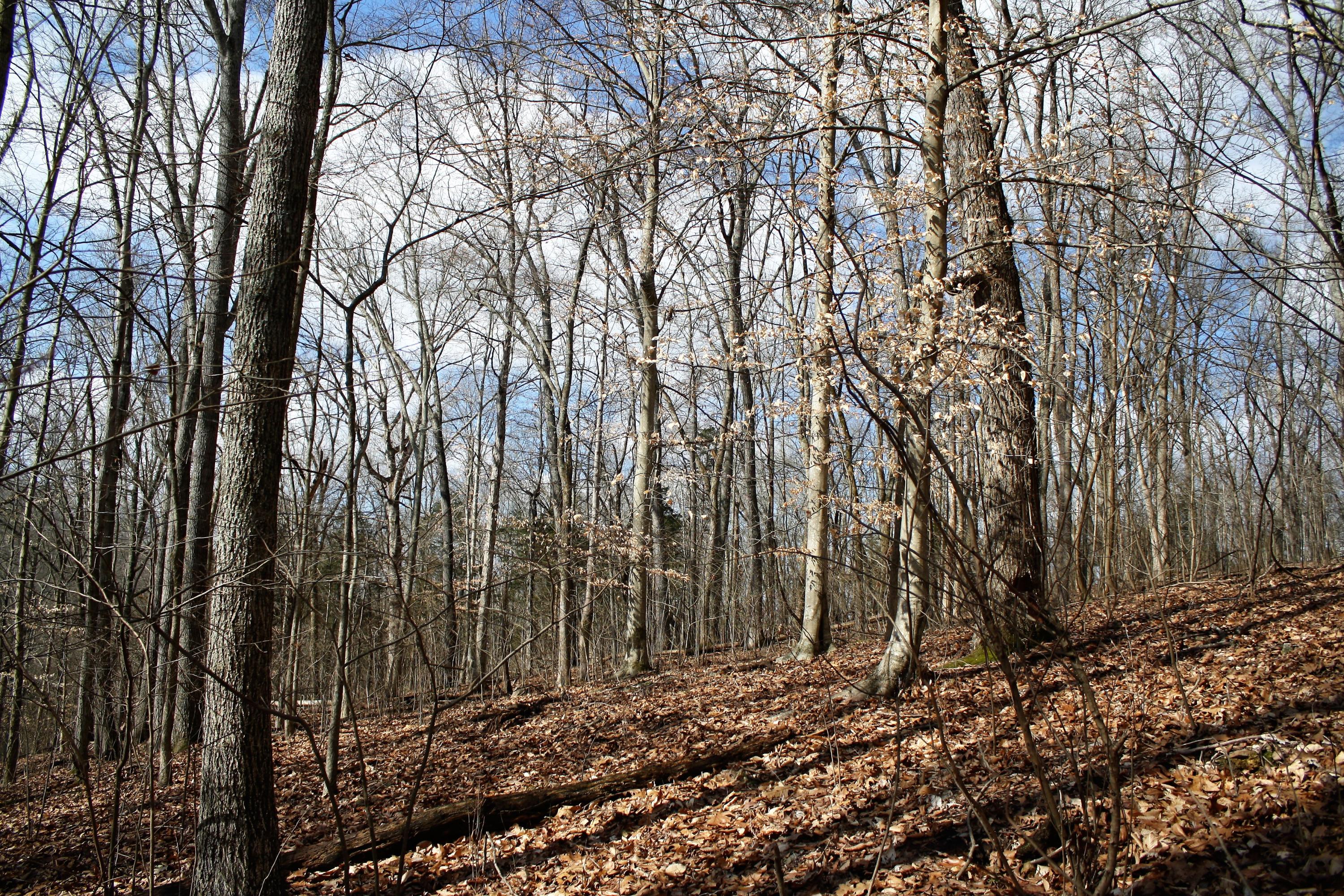 0 Gammon Road Kingsport, TN 37663 - Photo 56 of 88 IMG_4241